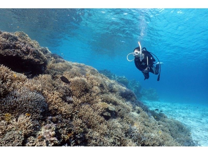 Enjoy summer early! [Departing from Ishigaki Island] Small group tour for peace of mind! Land on the uninhabited island of your dreams & enjoy diving in the beautiful ocean! (1 day course)の紹介画像