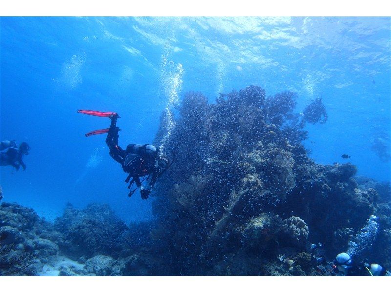 [Ishigaki island departure and arrival] Reliable small Number of participants system! Landing on the uninhabited island of longing & Churaumi FUN Diving! (1 day course)の紹介画像