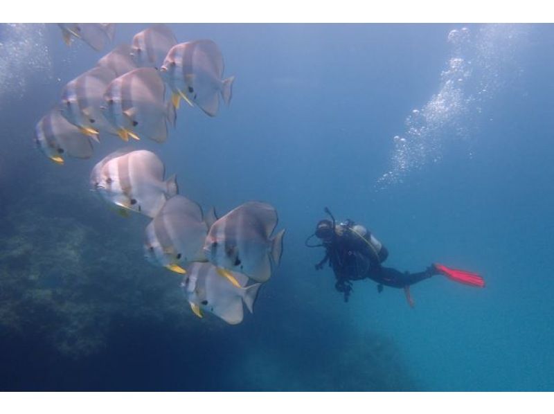 Enjoy summer early! [Departing from Ishigaki Island] Small group tour for peace of mind! Land on the uninhabited island of your dreams & enjoy diving in the beautiful ocean! (1 day course)の紹介画像