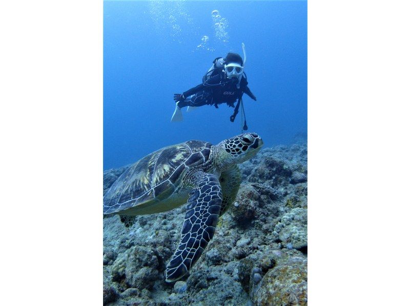 [Ishigaki island departure and arrival] Reliable small Number of participants system! Landing on the uninhabited island of longing & Churaumi FUN Diving! (1 day course)の紹介画像