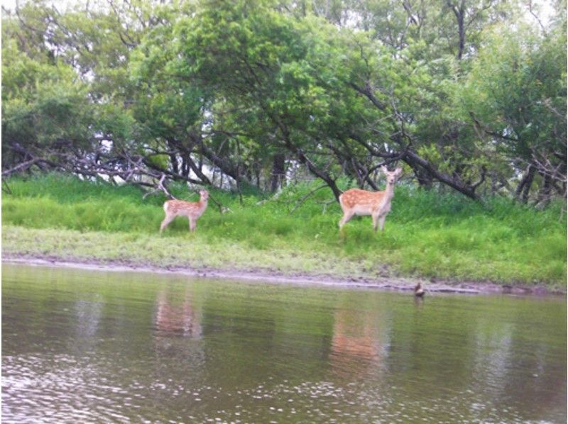 [Hokkaido ・ Kushiro River】 Let's feel the wind of nature slowly! Canoe experience day course (Kushirogawa wetland course)の紹介画像