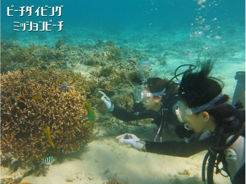 11～4月【沖縄・恩納村】初めての体験ダイビング ポイント独占・完全貸切 ミッションビーチのサンゴ礁でのんびりダイビング 写真動画無料の紹介画像
