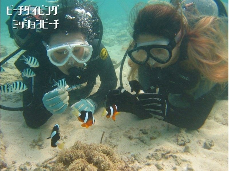 11～4月【沖縄・恩納村】初めての体験ダイビング ポイント独占・完全貸切 ミッションビーチのサンゴ礁でのんびりダイビング 写真動画無料の紹介画像