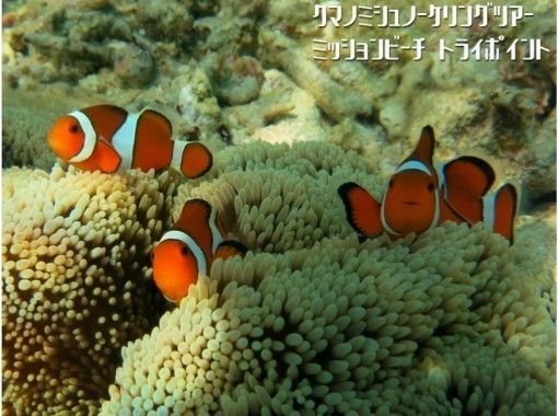 11~4月【沖縄・恩納村】ポイント独占・完全貸切 クマノミ&巨大サンゴシュノーケリングツアー(ボートエントリー) 写真動画無料プレゼント 11~4月【沖縄・恩納村】ポイント独占・完全貸切 クマノミ&巨大サンゴシュノーケリングツアー(ボートエントリー) 写真動画無料プレゼント