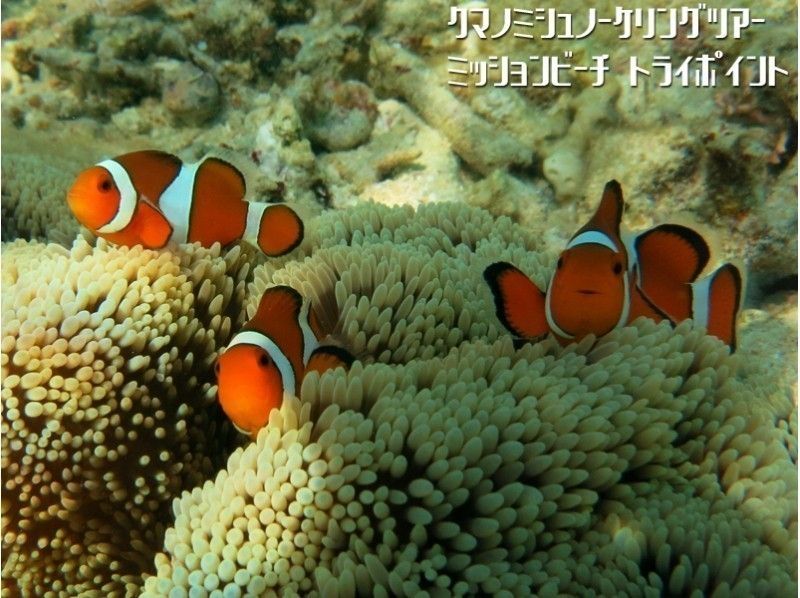 11～4月【沖縄・恩納村】ポイント独占・完全貸切 クマノミ＆巨大サンゴシュノーケリングツアー(ボートエントリー) 写真動画無料プレゼントの紹介画像