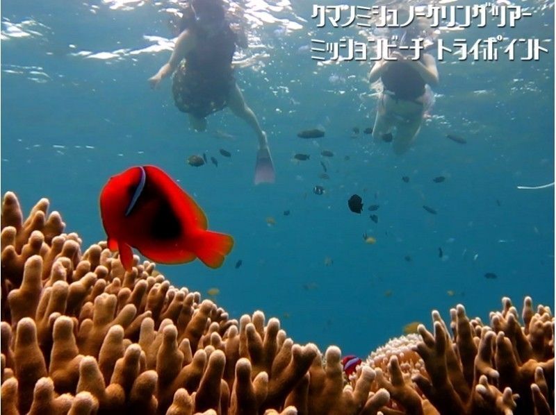 11～4月【沖縄・恩納村】ポイント独占・完全貸切 クマノミ＆巨大サンゴシュノーケリングツアー(ボートエントリー) 写真動画無料プレゼントの紹介画像