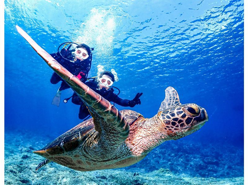 Okinawa　Kerama Islands National Park　観光スポット　遊び　レジャー特集　diving　アルファダイブOkinawa（Alpha　Dive　Okinawa）