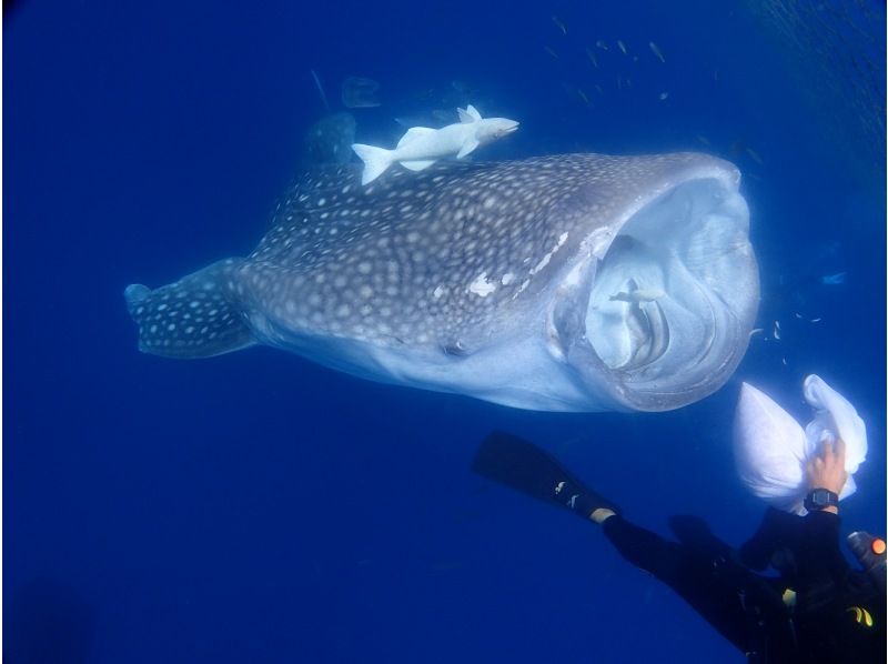 【ジンベイザメとスノーケル】【高画質・Gopro写真、動画プレゼント付】ジンベイザメツアー歴20年の老舗ショップだからできる安心・安全ツアーの紹介画像