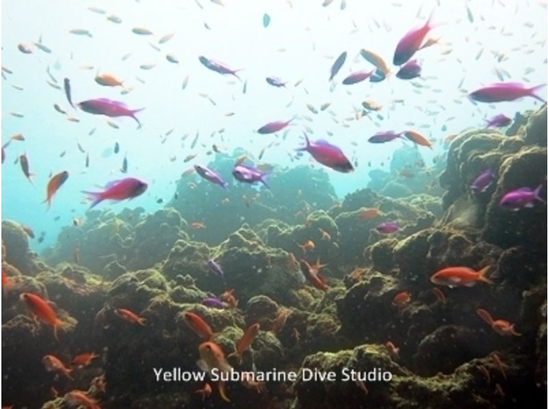 [Okinawa ・ Ishigaki island] Experience Diving(2 dives: 1 day course)の紹介画像