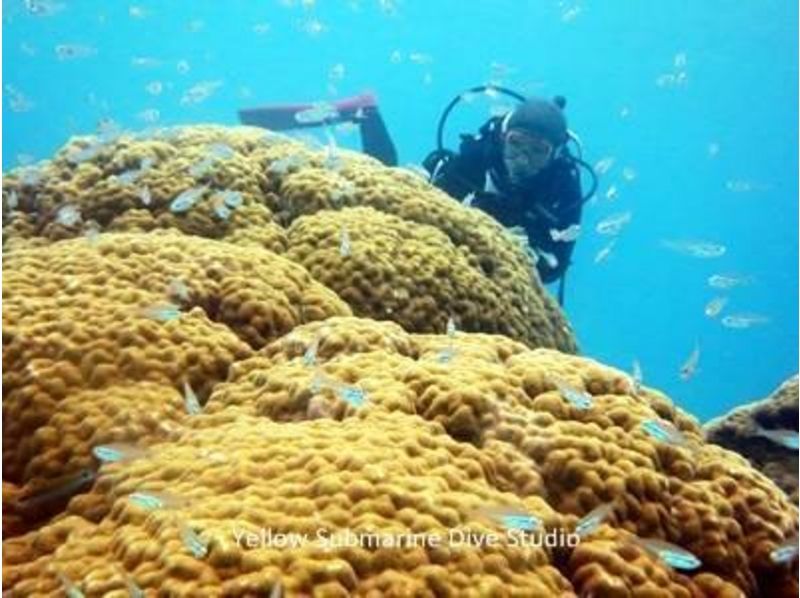 [Okinawa ・ Ishigaki island 】 Play the sea greedy! Coral reef Diving& Manta Snorkel (1 day course)の紹介画像