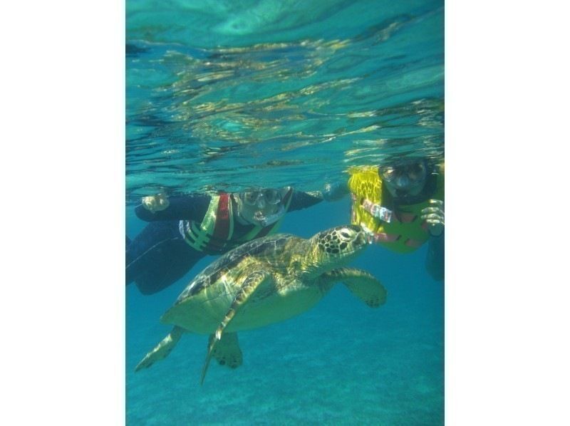 [คาโกชิมา・ Amami Oshima] อัตราการพบเต่าทะเล 95%!พ.เจ้าหน้าที่ผสมพันธุ์ของฮอลล์แฟมิลี่มากับคุณ♪การดำน้ำตื้น(Snorkeling)ประสบการณ์ (ครึ่งหนึ่ง)อาหลักสูตร)の紹介画像
