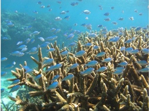 鹿児島 奄美大島 海龜遭遇率95 原創水族館伴侶的飼養人員陪同 浮潛經驗 一半日課程 Activityjapan