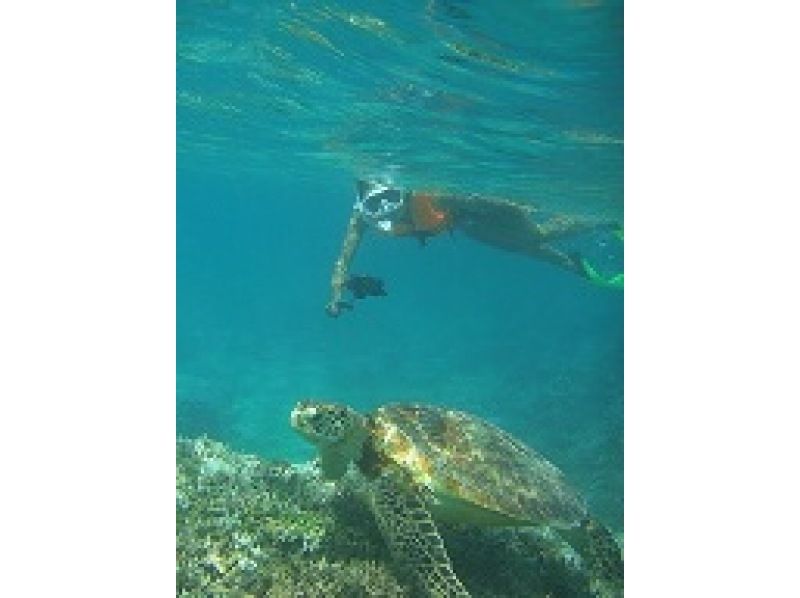 [鹿児島·奄美大島]海龜遭遇率95％！原創水族館伴侶的飼養人員陪同♪浮潛經驗（一半日課程）の紹介画像