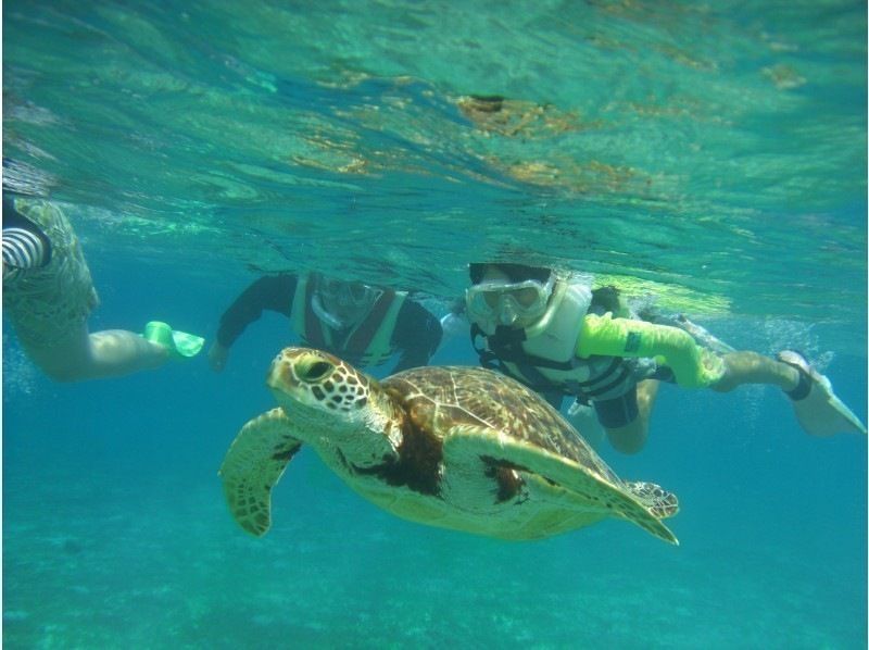 [คาโกชิมา・ Amami Oshima 】พบเต่าทะเล 95%การดำน้ำตื้น(Snorkeling)และทัวร์พายเรือแคนูสำรวจป่าชายเลน (1อาหลักสูตร)の紹介画像