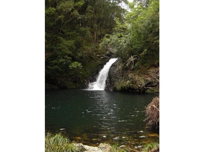[鹿児島·奄美大島]亞熱帶瀑布和Yuwandake！電力觀光徒步遊（1天課程）の紹介画像