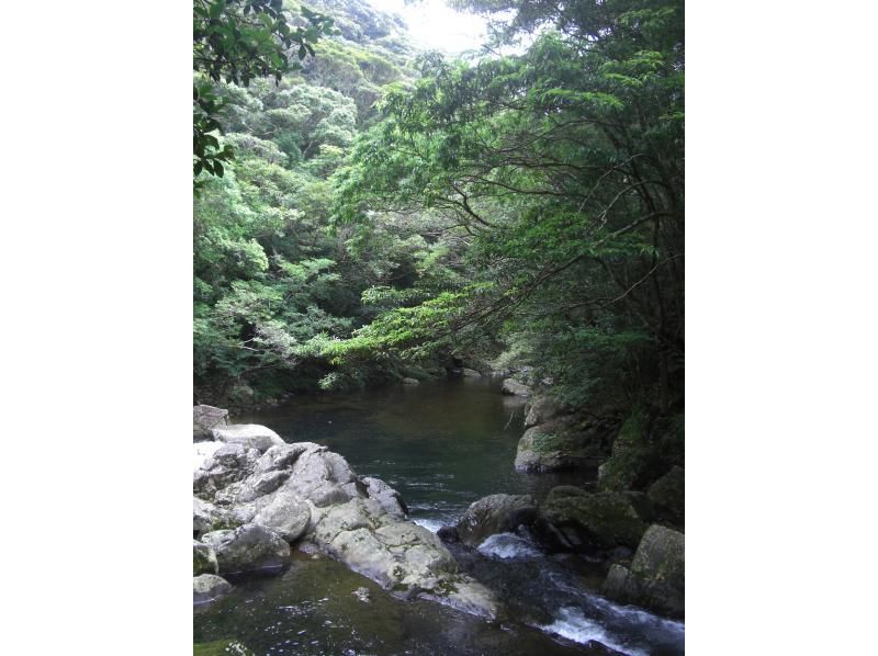 [鹿児島·奄美大島]亞熱帶瀑布和Yuwandake！電力觀光徒步遊（1天課程）の紹介画像