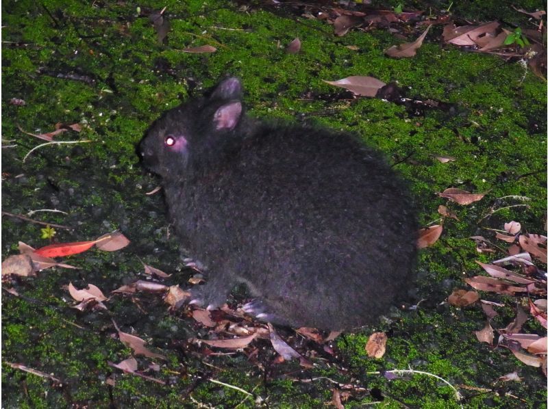 [鹿児島/ ami美大島]讓我們去看看兔子吧！探索成為世界自然遺產候選地的亞熱帶森林！夜遊！帶接送の紹介画像