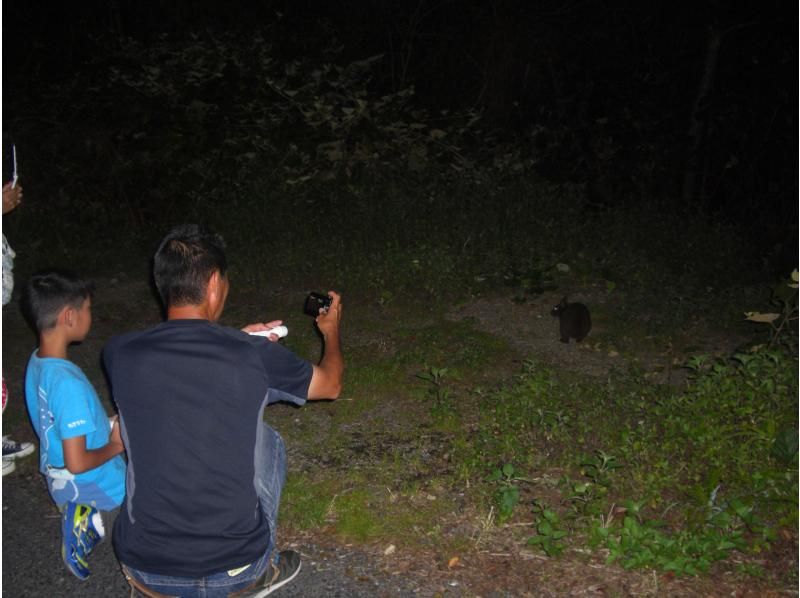 [Kagoshima/ Amami Oshima] Let's go see the rabbit! Explore a subtropical forest that is a World Natural Heritage candidate! Night tour! With pick-upの紹介画像