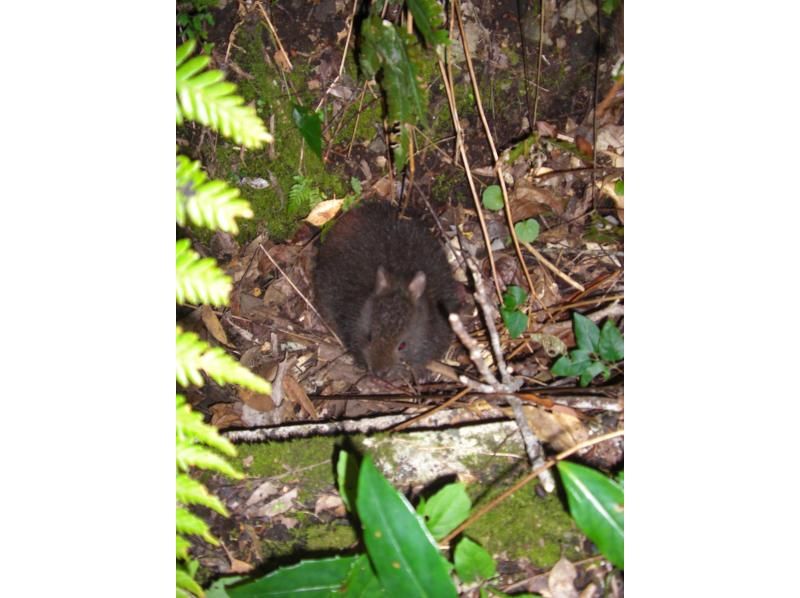 [鹿児島/ ami美大島]讓我們去看看兔子吧！探索成為世界自然遺產候選地的亞熱帶森林！夜遊！帶接送の紹介画像