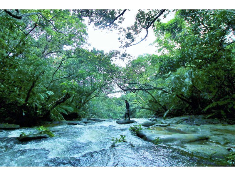 【西表島】亜熱帯の森で森林浴！「半日トレッキング」11月～4月。初心者歓迎。グループ割。小浜島や石垣島からの日帰りOK（AM・PM　3時間）の紹介画像