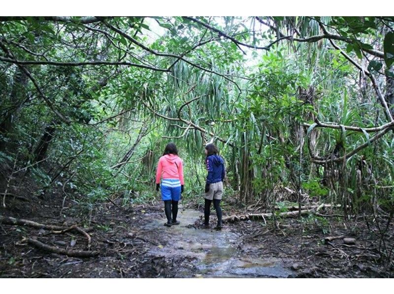 【西表島】亜熱帯の森で森林浴！「半日トレッキング」11月～4月。初心者歓迎。グループ割。小浜島や石垣島からの日帰りOK（AM・PM　3時間）の紹介画像