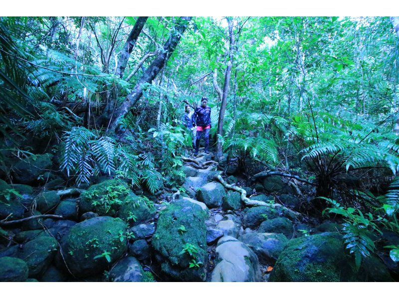 【西表島】亜熱帯の森で森林浴！「半日トレッキング」11月～4月。初心者歓迎。グループ割。小浜島や石垣島からの日帰りOK（AM・PM　3時間）の紹介画像