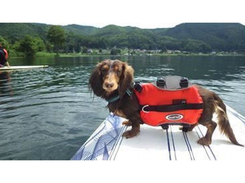[นากาโนะ・ ทะเลสาบคิซากิ] เด็กเล็ก, สุนัข (พร้อมสุนัข) สามารถเพลิดเพลินไปกับ★หลักสูตรส่วนตัว SUP ★の紹介画像