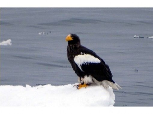 ☆[北海道·知床]觀察Steller的海鷹和白尾鷹☆1小時的課程| ActivityJapan