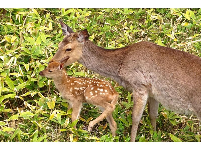 ☆北海道・知床☆原生林と断崖トレッキング～ガイドブックには載らない場所をネイチャーガイドが案内！