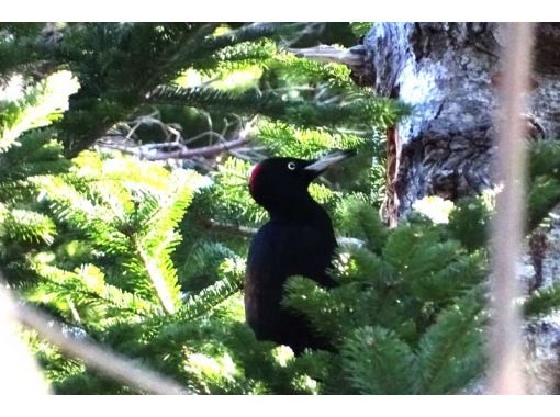 夏休みや秋の連休などの混雑期でも、ここでは静寂な知床を体験できます。開拓跡地と森を抜け、オホーツク海にそそぐ地下水の滝を見に行くコースです。晴れれば、知床岬まで連なる高さ200mの断崖絶壁を展望できます。「フレペの滝」と同じように断崖の滝を見に行くコースですが、こちらは遊歩道が無く、丸太を乗り越える