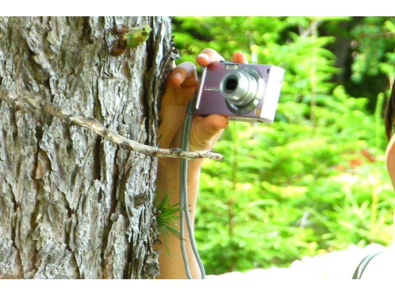☆北海道・知床☆原生林と断崖トレッキング～ガイドブックには