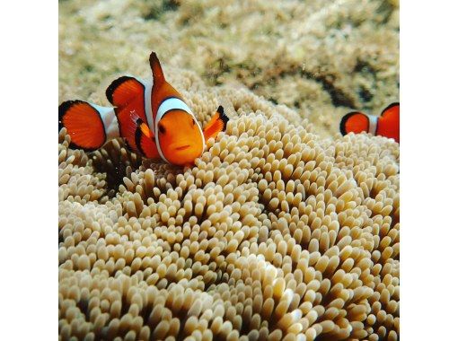 沖縄-石垣島] Kabira灣+藍洞+瀑布浮潛之旅滿意度120％☆（4小時套餐