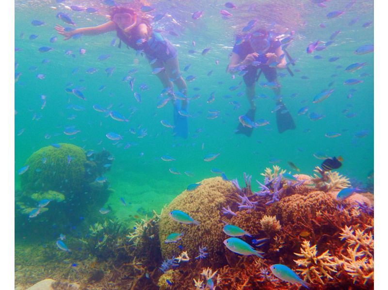 [Ishigaki Island] Very popular! 3 major spots ★ Kabira Bay + Blue Cave + Healing Waterfall and Sea Turtle Snorkeling! 120% satisfaction ★ Super Summer Sale 2024 KASの紹介画像