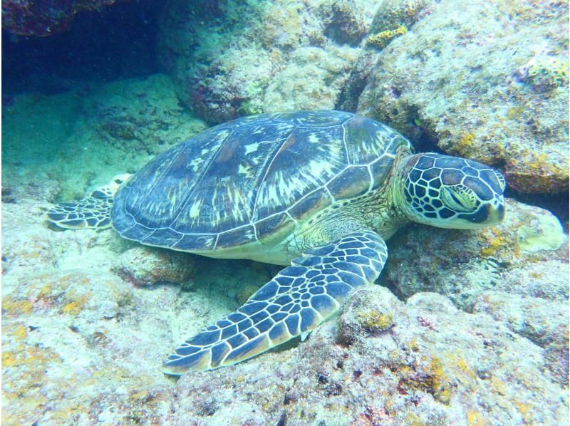 《Limited Course》【Ishigaki Island/Very Popular】3 major spots★Kabira Bay + Blue Cave + Recovery Falls and sea turtle snorkeling! Same-day reservations OK★Free use of facilities and transfers KASの紹介画像