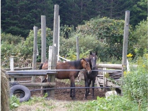 北海道の乗馬 ホーストレッキングの予約 日本旅行 オプショナルツアー アクティビティ 遊びの体験予約