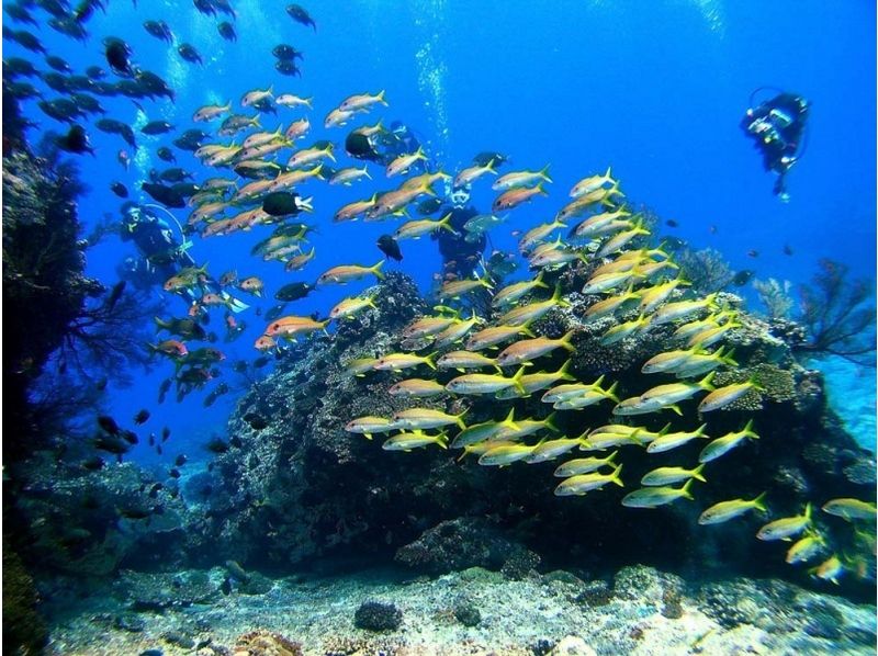 [Okinawa ・ Naha]Kerama Islands fan Diving(One day course)の紹介画像