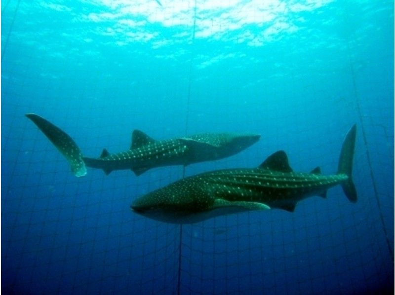 [冲绳·读谷村]让我们和鲸鱼一起游泳吧！经验深潜游の紹介画像