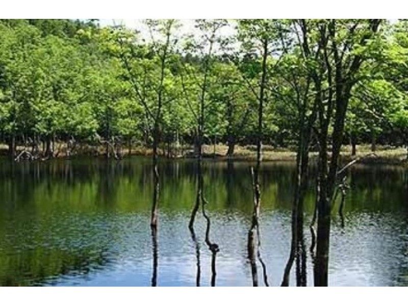 [ฮอกไกโดชิเระโตะโกะ] จุดชั่วคราวในฤดูใบไม้ผลิ! Phantom swamp "Ponhoro swamp trekking" คู่มือด้วยความโล่งใจ!の紹介画像