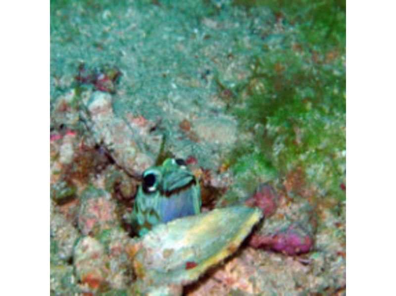 [沖縄·恩納村】你想成為一名水下攝影師嗎？有趣的船深潛（1到4次潛水）の紹介画像