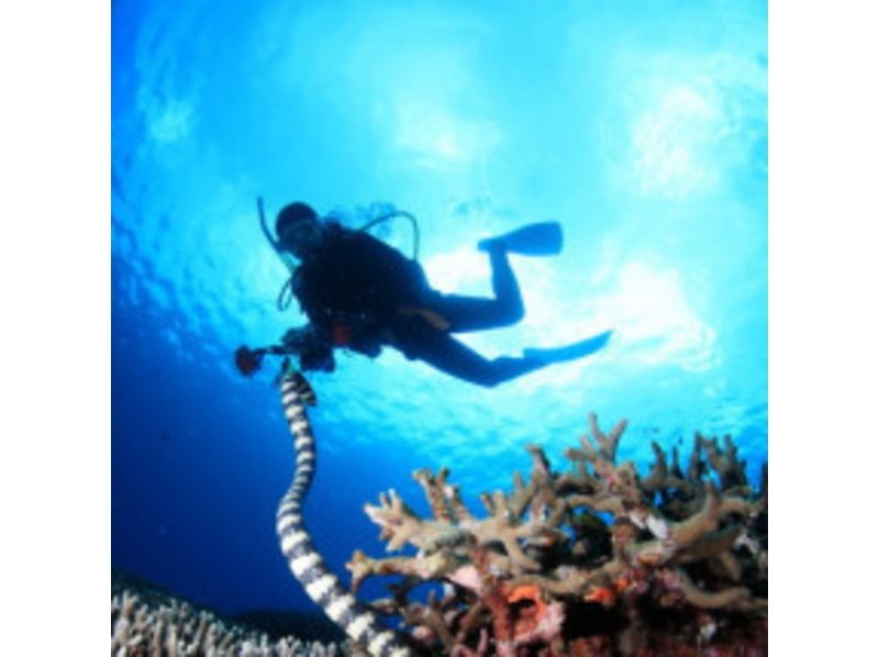 [冲绳·恩纳村】你想成为一名水下摄影师吗？有趣的船深潜（1到4次潜水）の紹介画像