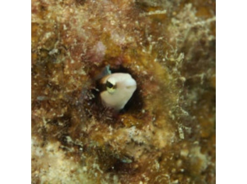 [沖縄·恩納村】你想成為一名水下攝影師嗎？有趣的海灘深潛（1到4次潛水）の紹介画像