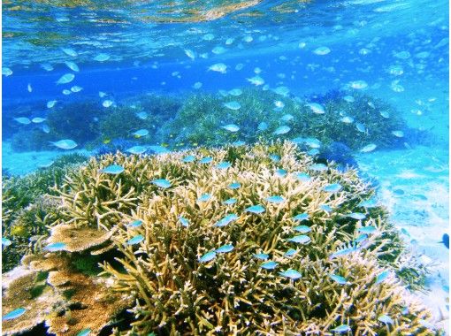 沖縄 石垣島 キラキラな海とカラフルな熱帯魚の世界へ サクッと遊べる半日シュノーケリングツアー アクティビティジャパン