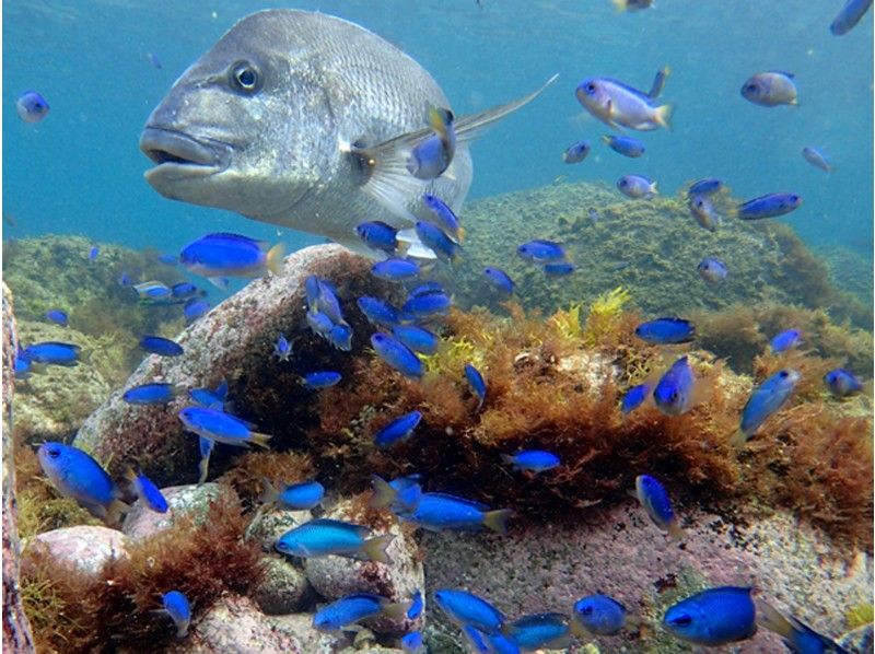 Nishiizu Diving spot