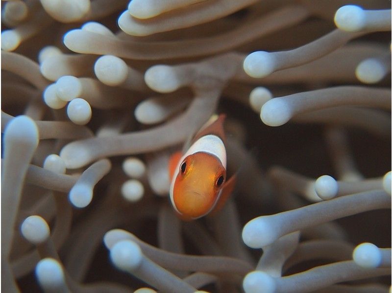 【沖縄・恩納村】初めてのダイビングでもゆったり安心！ボートで熱帯魚パラダイス体験ダイビングの紹介画像