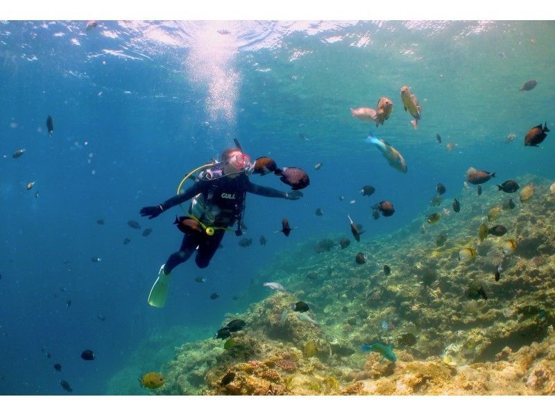 【沖縄・恩納村】初めてのダイビングでもゆったり安心！ボートで熱帯魚パラダイス体験ダイビングの紹介画像