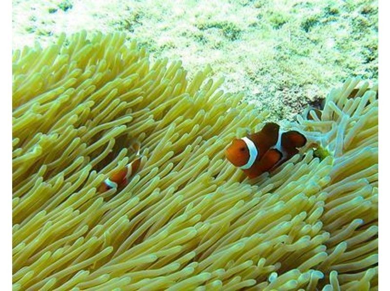【沖縄・恩納村】初めてのダイビングでもゆったり安心！ボートで熱帯魚パラダイス体験ダイビングの紹介画像