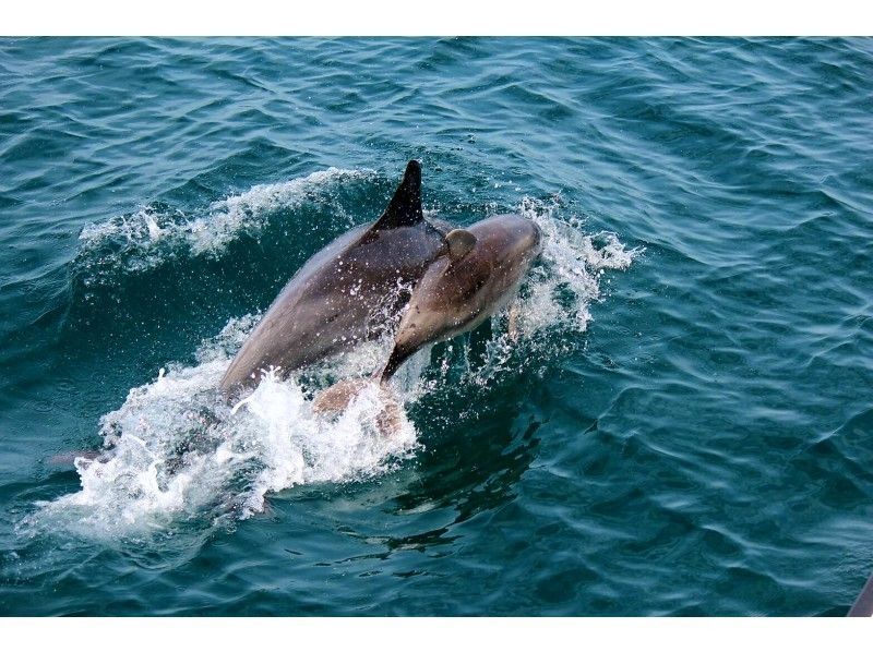 [คุมาโมโตะPrefecture /อามาคุสะ] การเดินทางเพื่อการบำบัดเพื่อพบกับโลมาในเรือดูปลาโลมา!の紹介画像