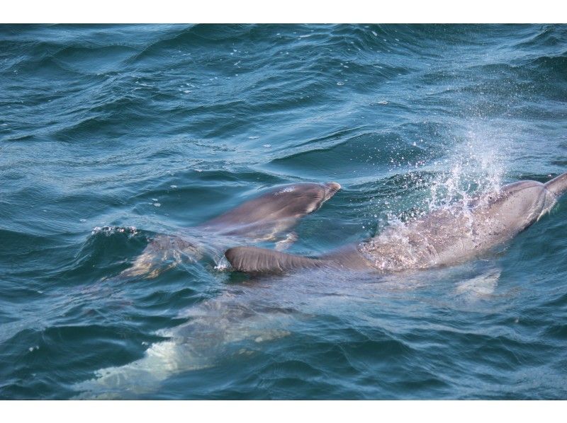 【Kumamoto ・Amakusa】 Relaxing Trip to Meet Dolphins ～ Dolphin Watching Boat Tour!の紹介画像