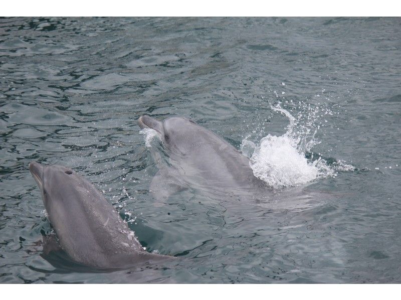 【Kumamoto ・Amakusa】 Relaxing Trip to Meet Dolphins ～ Dolphin Watching Boat Tour!の紹介画像