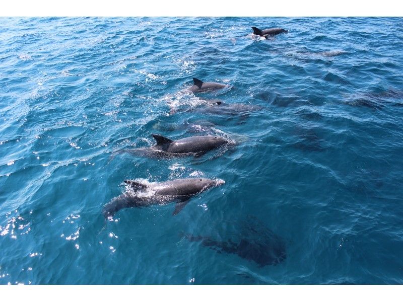 【熊本県・天草】野生のイルカに出会う癒し旅～船に乗ってイルカウォッチング！の紹介画像